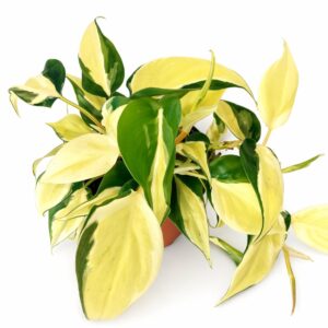 Filodendron scandens Rio