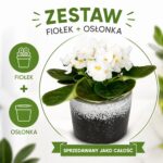 Fiołek alpejski biały – gotowy zestaw prezentowy z osłonką