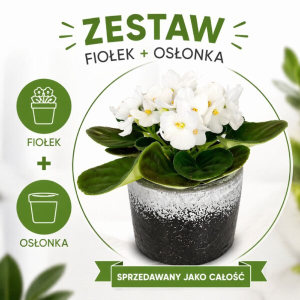 Fiołek alpejski biały – gotowy zestaw prezentowy z osłonką