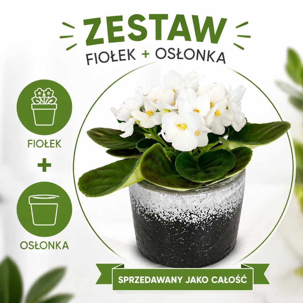 Fiołek alpejski biały – gotowy zestaw prezentowy z osłonką