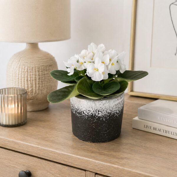 Fiołek alpejski biały – gotowy zestaw prezentowy z osłonką