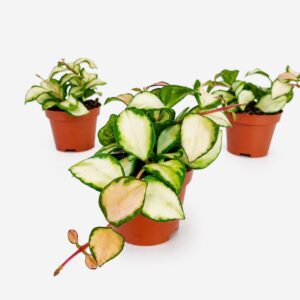 Hoya Heuschkeliana