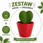 Hoya Kerri w osłonce
