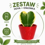 Hoya Kerri variegata w osłonce