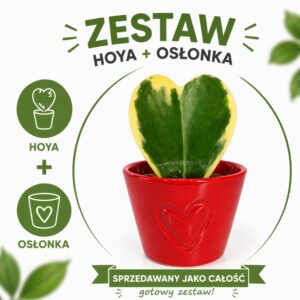 Hoya Kerri variegata w osłonce