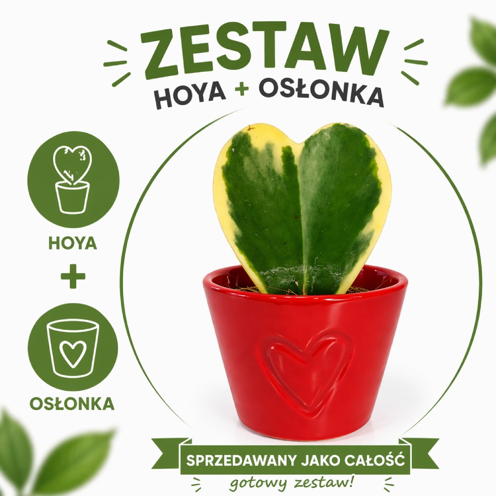 Hoya Kerri variegata w osłonce