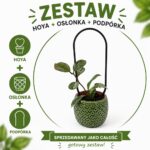 Hoya Stardust – zestaw z podpórką OVO i dekoracyjną osłonką