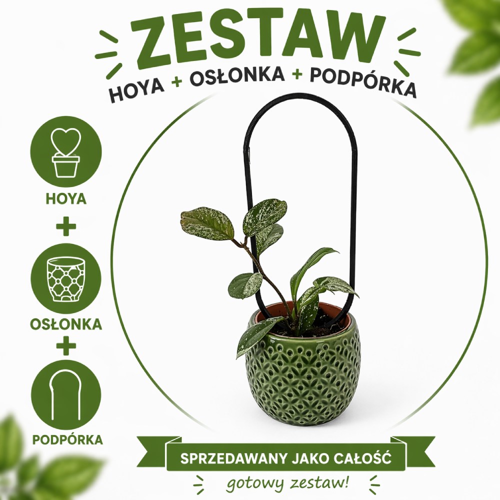 Hoya Stardust – zestaw z podpórką OVO i dekoracyjną osłonką