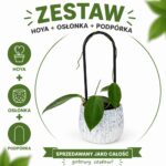 Hoya Ternate – zestaw z podpórką OVO i dekoracyjną osłonką