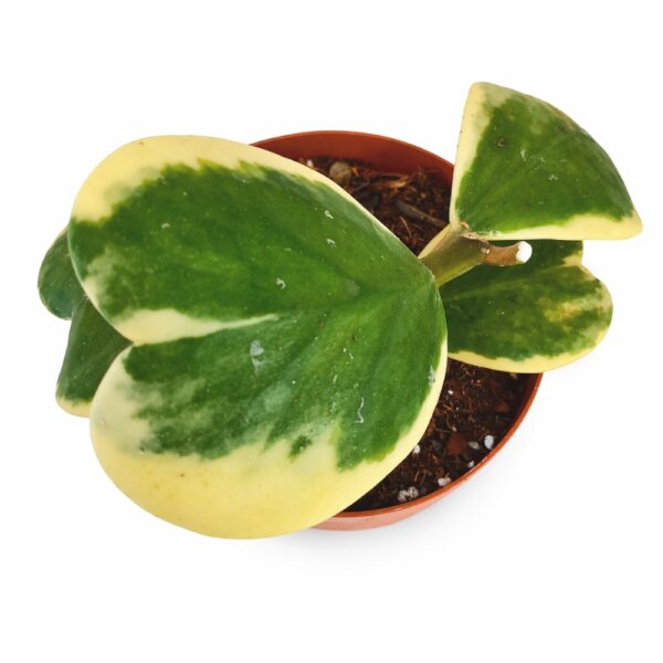 Hoya Kerrii Variegata Ø12cm IIgat.