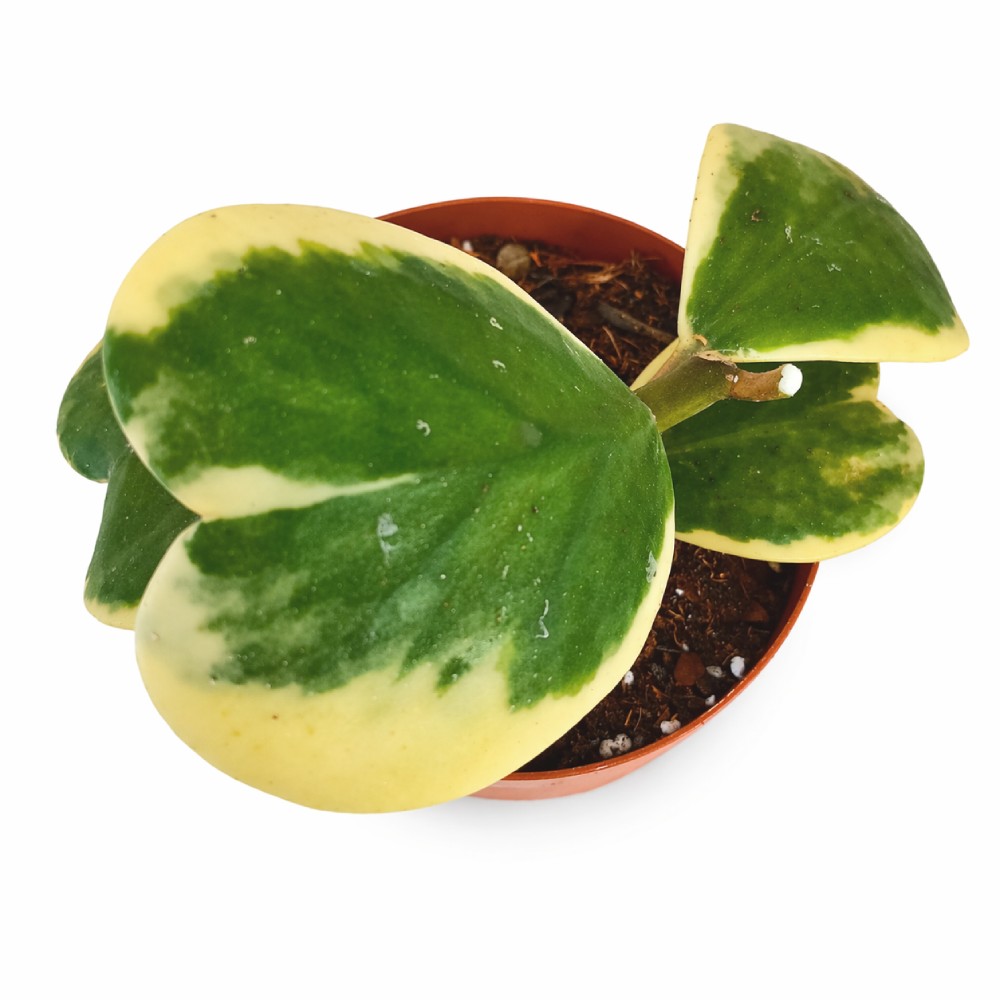 Hoya Kerrii Variegata Ø12cm IIgat.