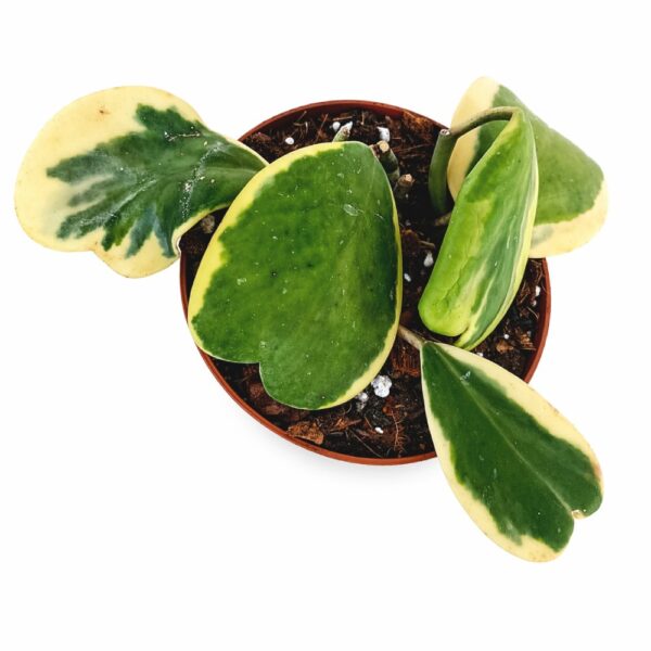 Hoya Kerrii Variegata Ø12cm IIgat.