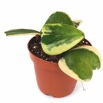 Hoya Kerrii Variegata Ø12cm IIgat.