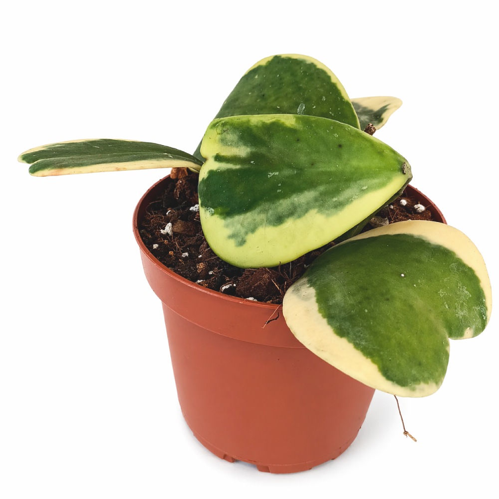 Hoya Kerrii Variegata Ø12cm IIgat.