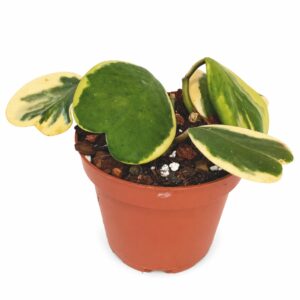 Hoya Kerrii Variegata Ø12cm IIgat.