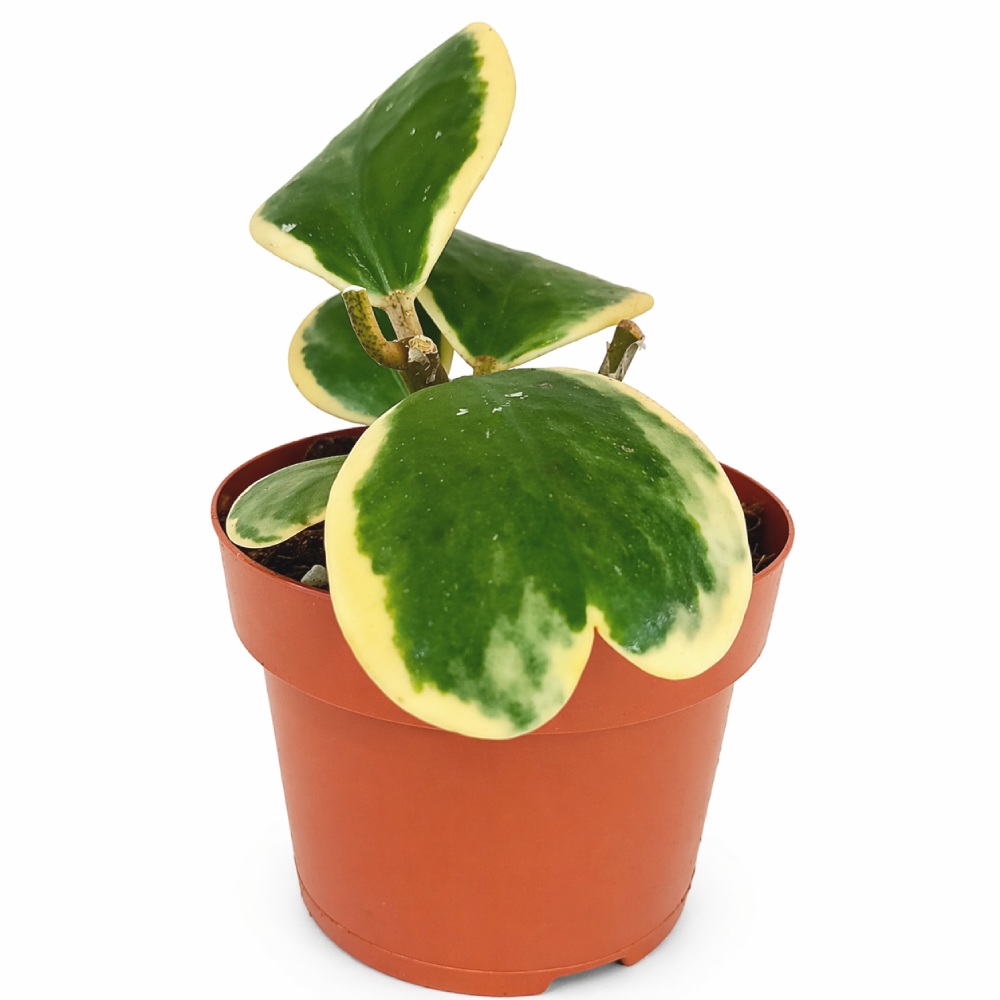 Hoya Kerrii Variegata Ø12cm IIgat.