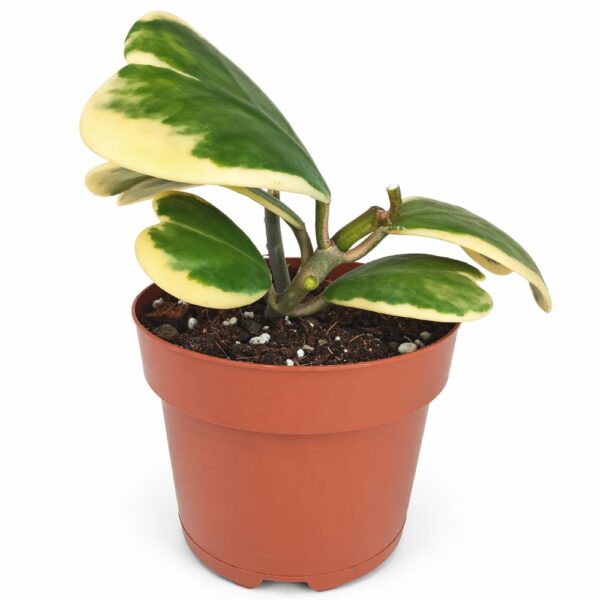 Hoya Kerrii Variegata Ø12cm IIgat.