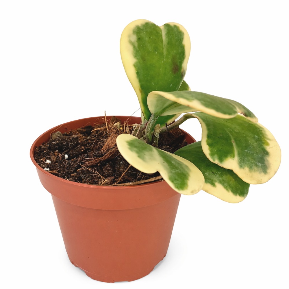 Hoya Kerrii Variegata Ø12cm IIgat.