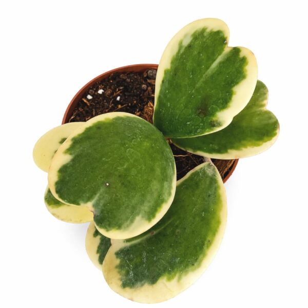 Hoya Kerrii Variegata Ø12cm IIgat.