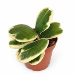 Hoya Kerrii Variegata Ø12cm IIgat.