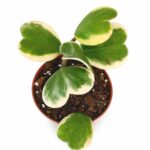 Hoya Kerrii Variegata Ø12cm IIgat.