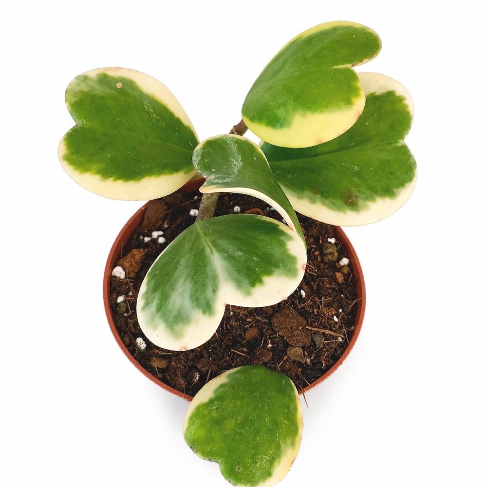 Hoya Kerrii Variegata Ø12cm IIgat.