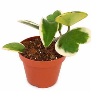 Hoya Kerrii Variegata Ø12cm IIgat.