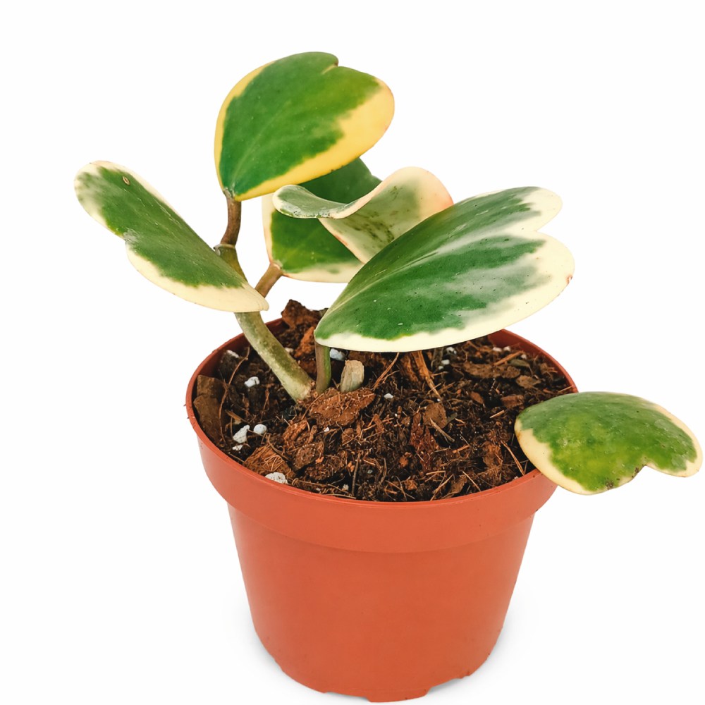 Hoya Kerrii Variegata Ø12cm IIgat.