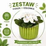 Lime Elegance – fiołek biały w zielonej osłonce
