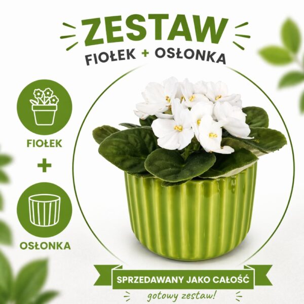 Lime Elegance – fiołek biały w zielonej osłonce