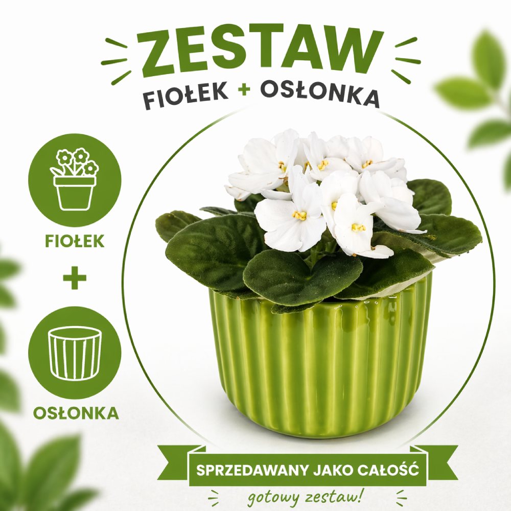 Lime Elegance – fiołek biały w zielonej osłonce
