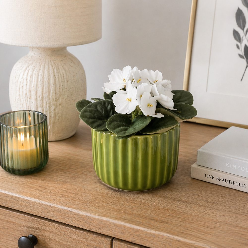 Lime Elegance – fiołek biały w zielonej osłonce