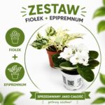 Marble Harmony – fiołek & epipremnum