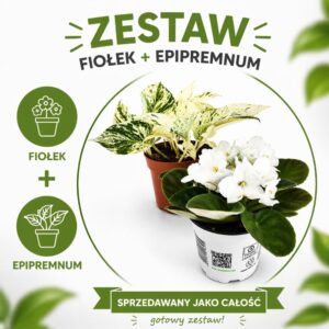 Marble Harmony – fiołek & epipremnum