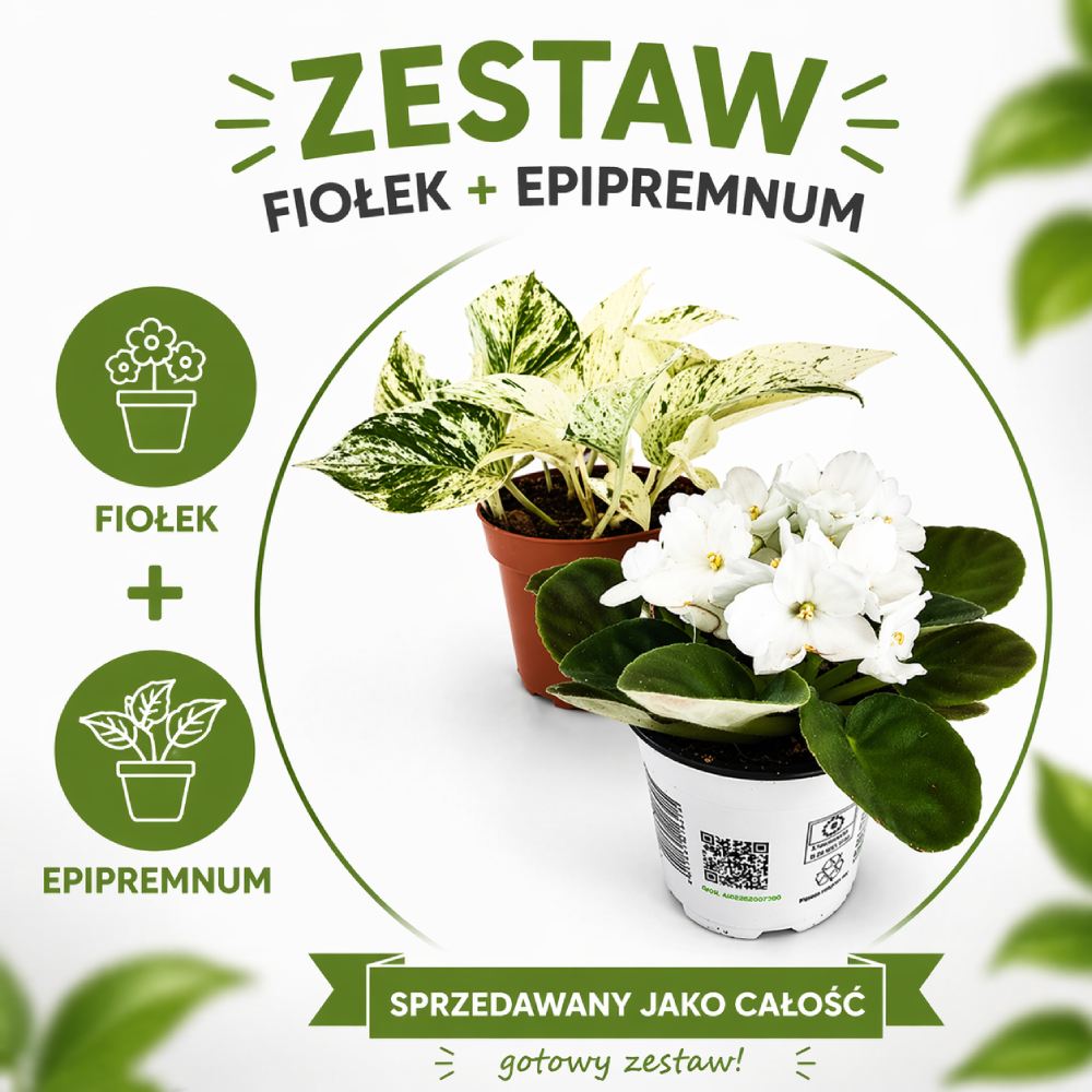 Marble Harmony – fiołek & epipremnum