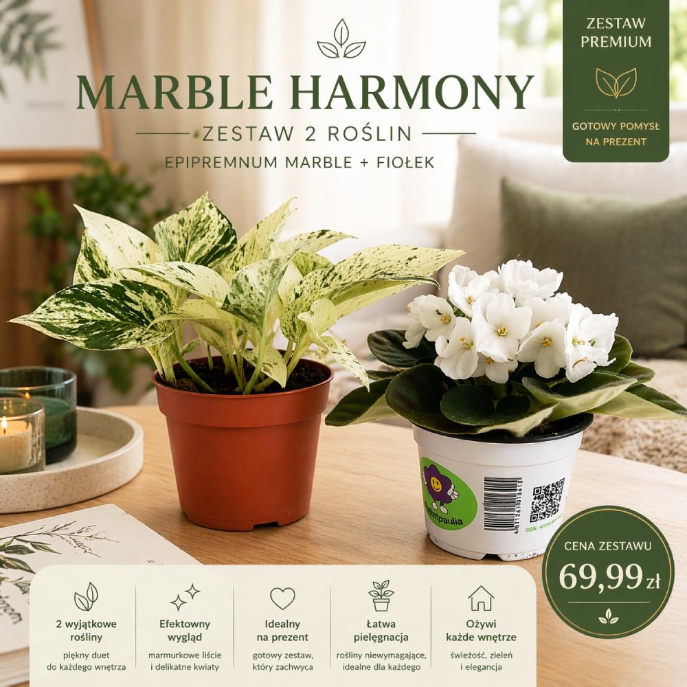 Marble Harmony – fiołek & epipremnum