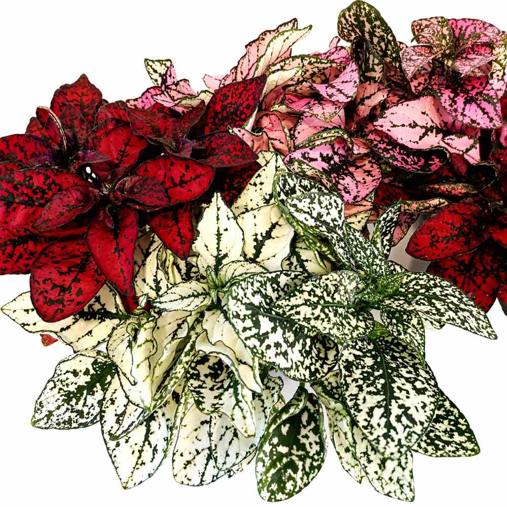 Niedośpian tricolor hypoestes