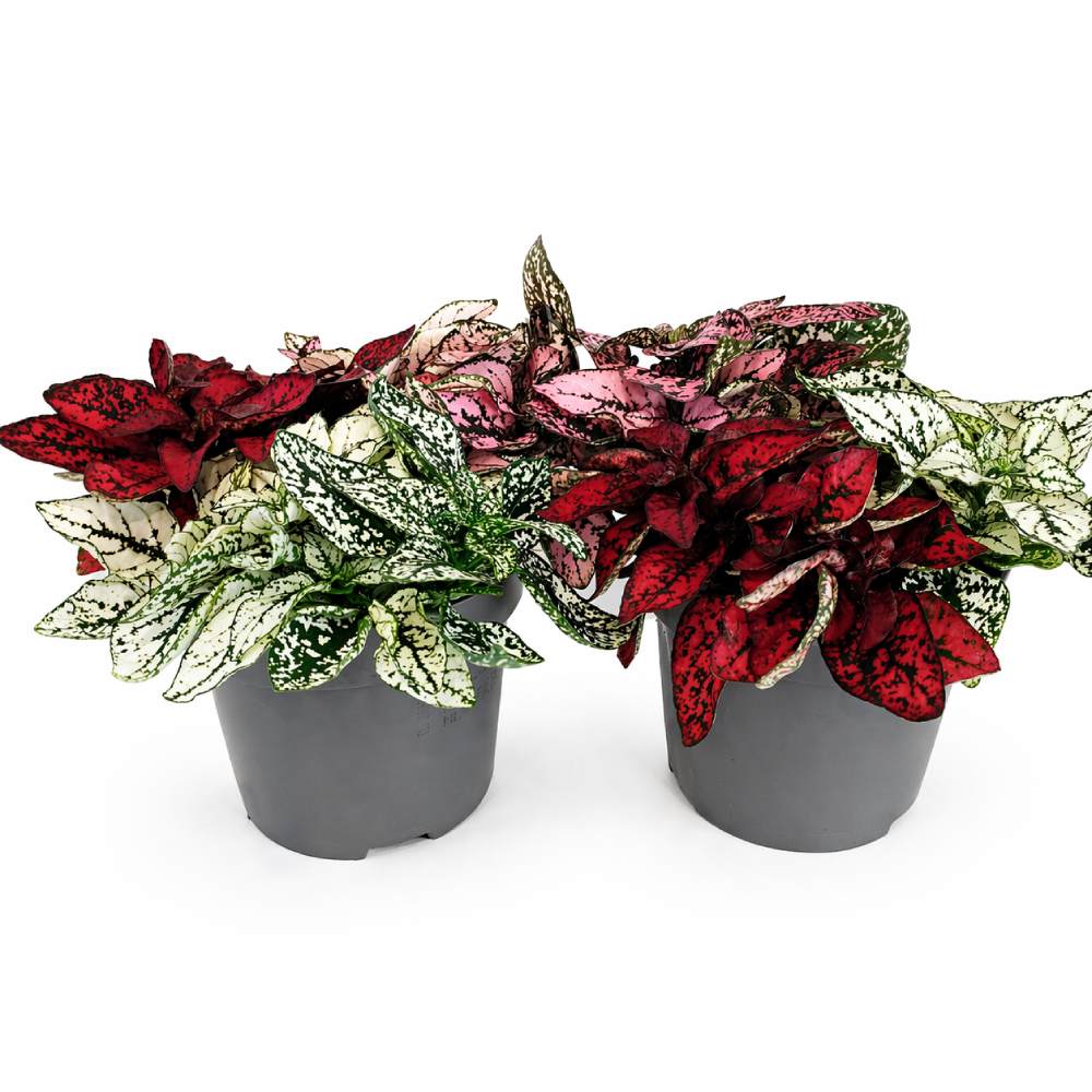 Niedośpian tricolor hypoestes