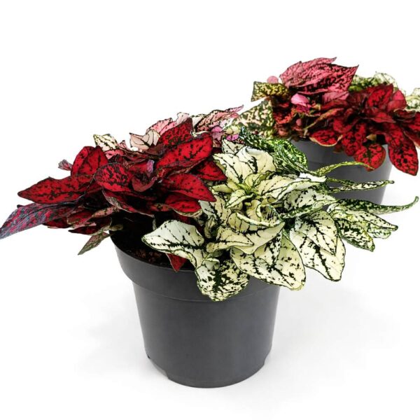 Niedośpian tricolor hypoestes