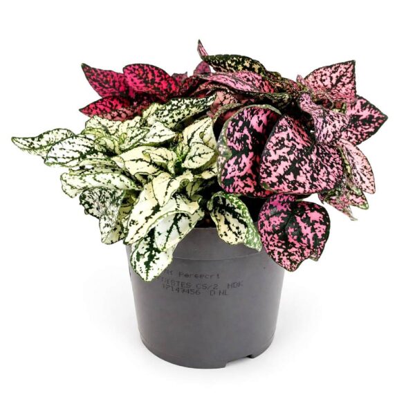 Niedośpian tricolor hypoestes