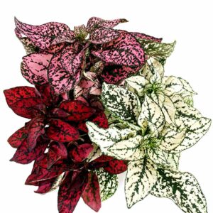 Niedośpian tricolor hypoestes