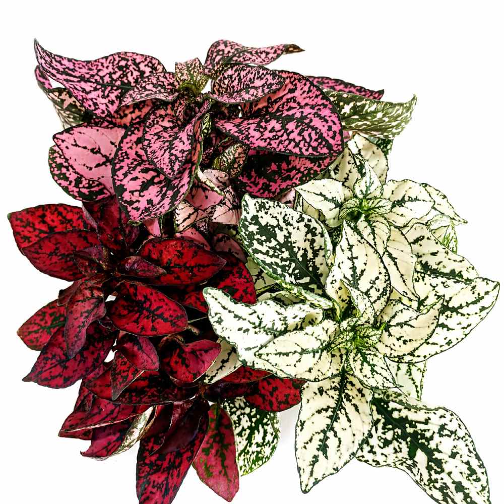 Niedośpian tricolor hypoestes