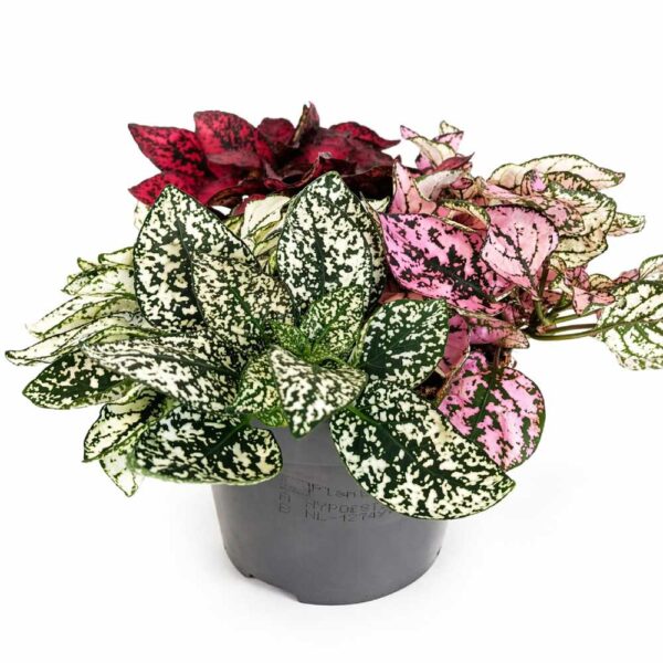 Niedośpian tricolor hypoestes