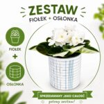 Nordic Grid – fiołek biały w osłonce