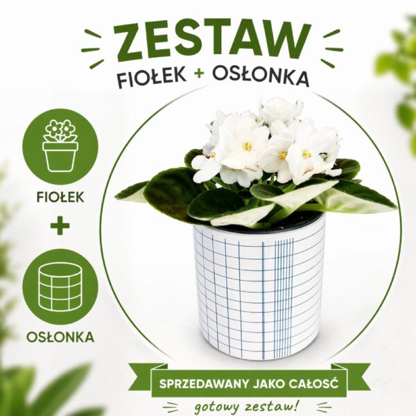 Nordic Grid – fiołek biały w osłonce