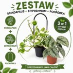 Pnącza na podporze - Scindapsus+Epipremnum+Podpórka