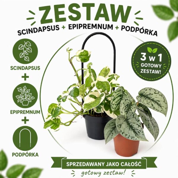Pnącza na podporze - Scindapsus+Epipremnum+Podpórka