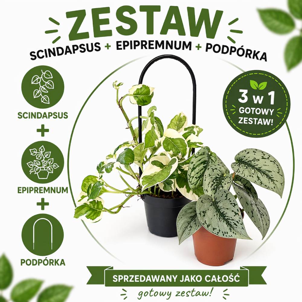 Pnącza na podporze – Scindapsus+Epipremnum+Podpórka
