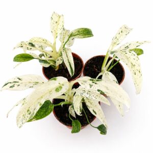 Rhaphidophora Puberula variegata