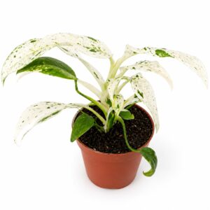 Rhaphidophora Puberula variegata